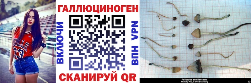 закладка  Коркино  Псилоцибиновые грибы Psilocybe 